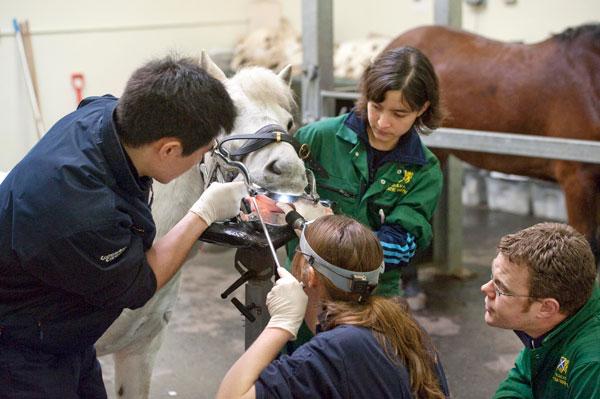 Students Equine dentistry