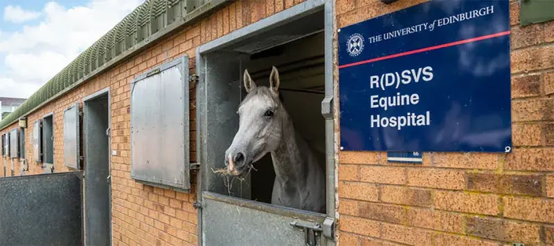 A horse poking his head out of the stable