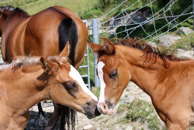 Alfie Cudmore Horses