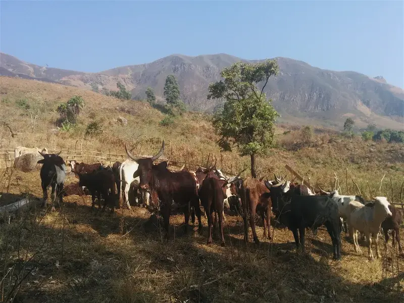 Cattle on a hill