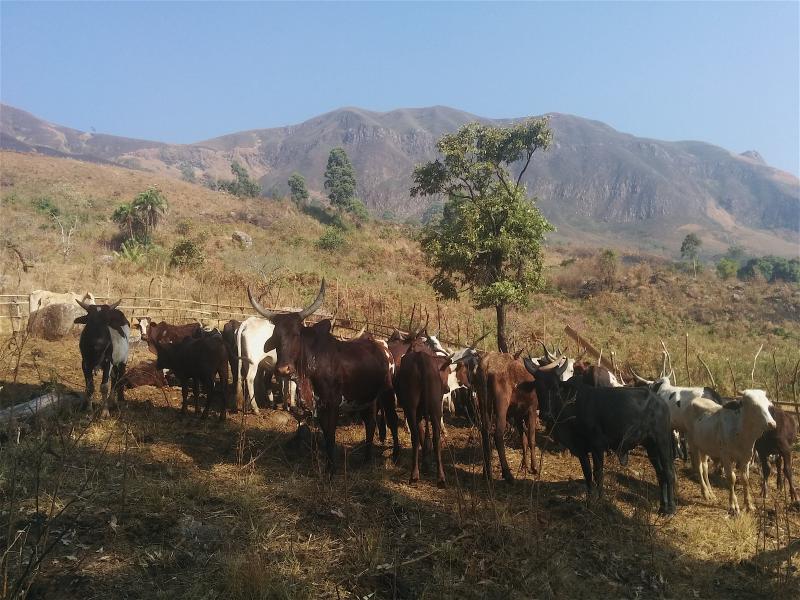 Cattle on a hill