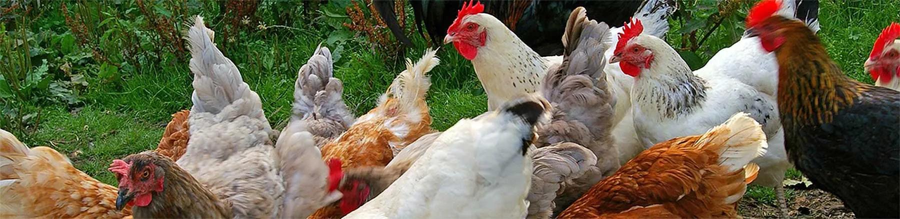 chickens banner 1800 x400