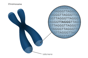 Diagram showing where telomeres are found on the chromosome.