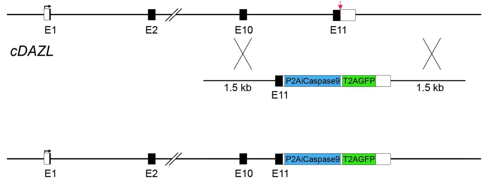 DAZL insert