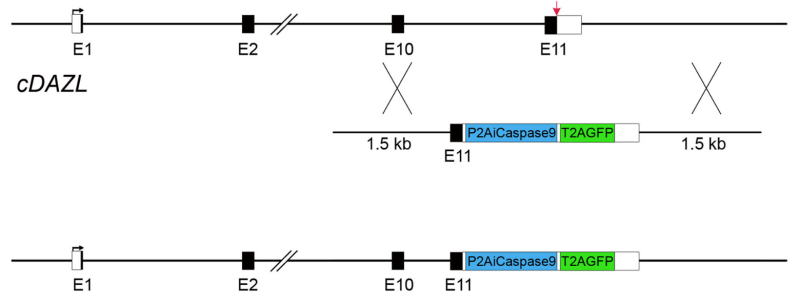 DAZL insert