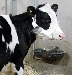 A photo of a cow with bovine TB.