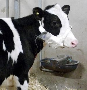 A photo of a cow with bovine TB.