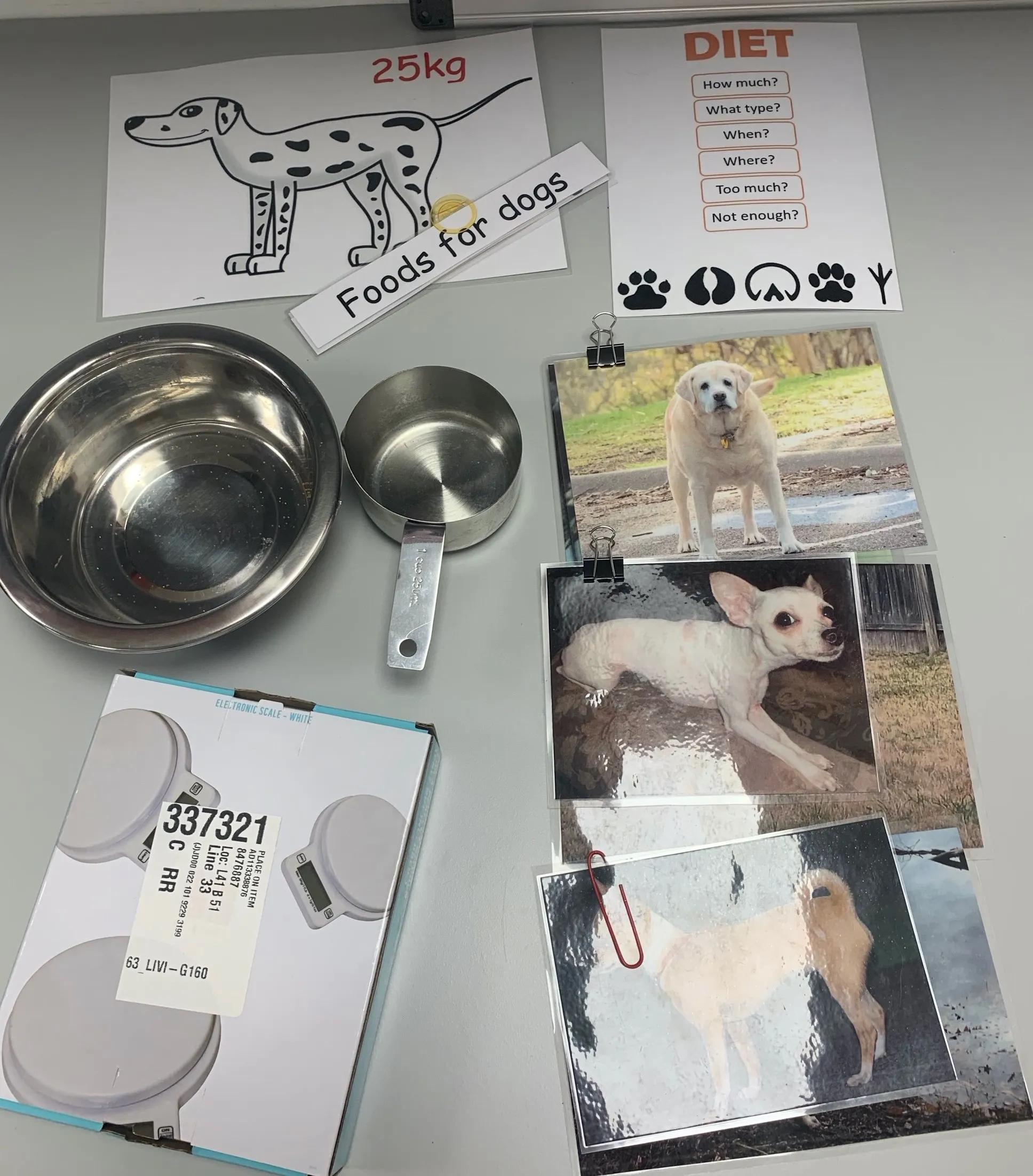 Do you want to work with animals box content