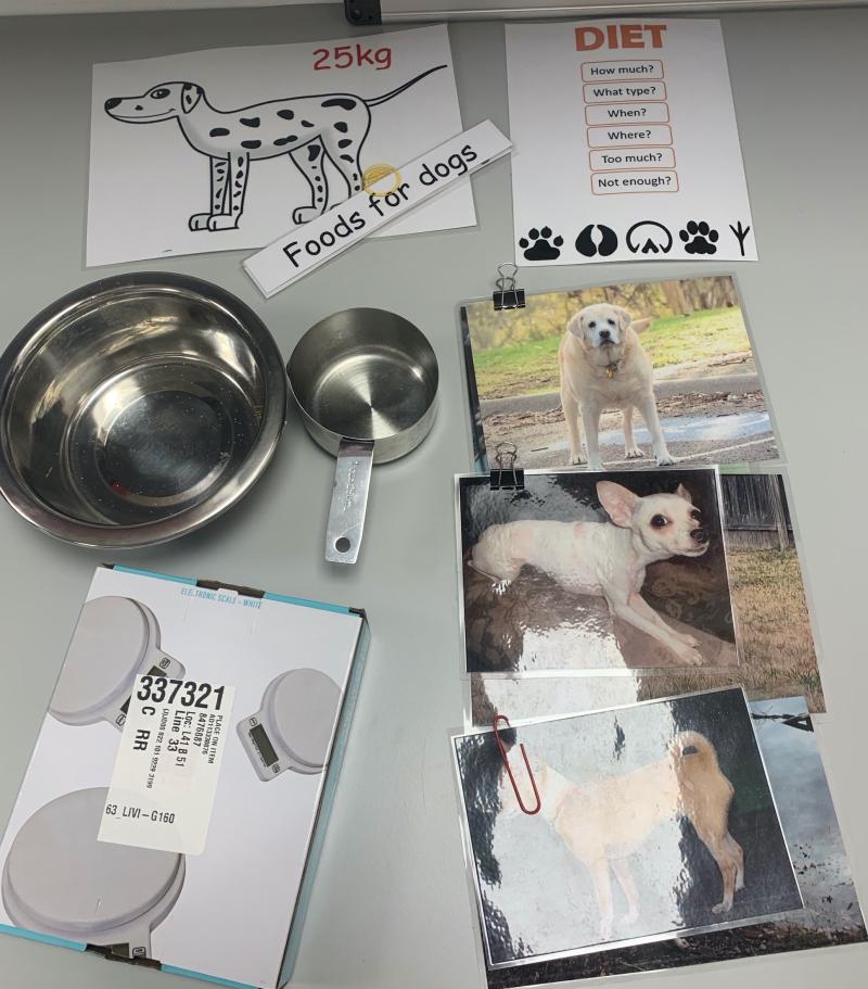 Do you want to work with animals box content