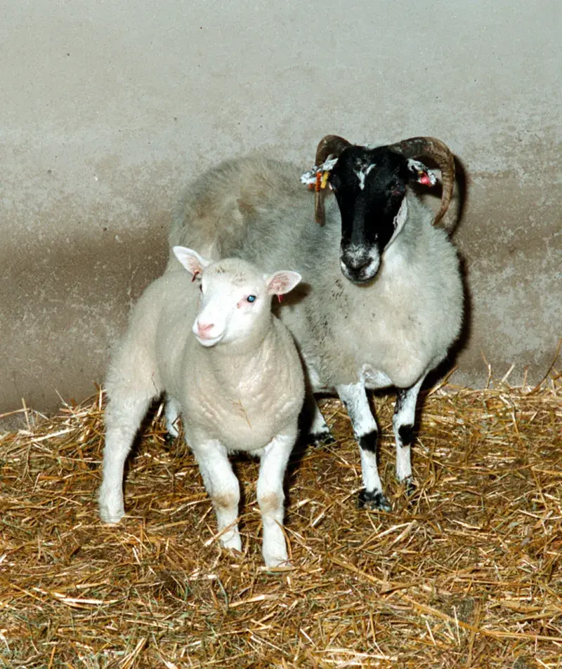 Dolly and her surrogate mother