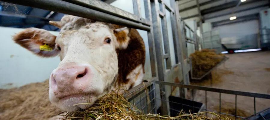 Cow in a pen