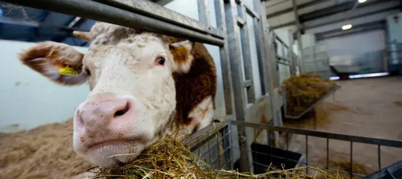 Cow in a pen