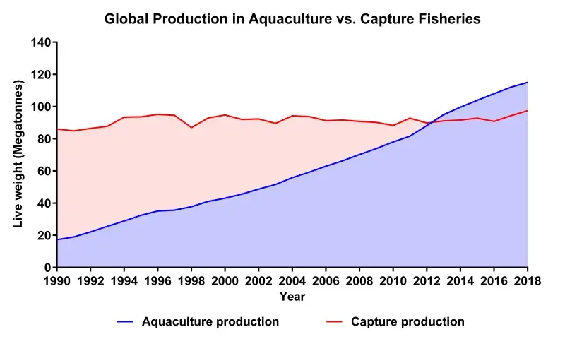 This graph shows global production in aquaculture and capture fisheries over a period of 18 years; aquaculture rises rapidly.