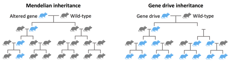 Gene drive