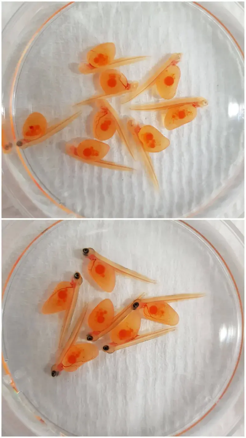 Pigmentation comparison in Slc45a2 knockout (above) and controls (below) highlights successful CRISPR editing in salmon embryos.