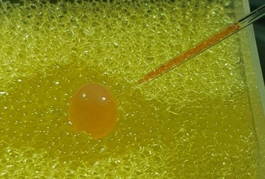 The aquaculture team uses two microinjection systems when working with salmon eggs.