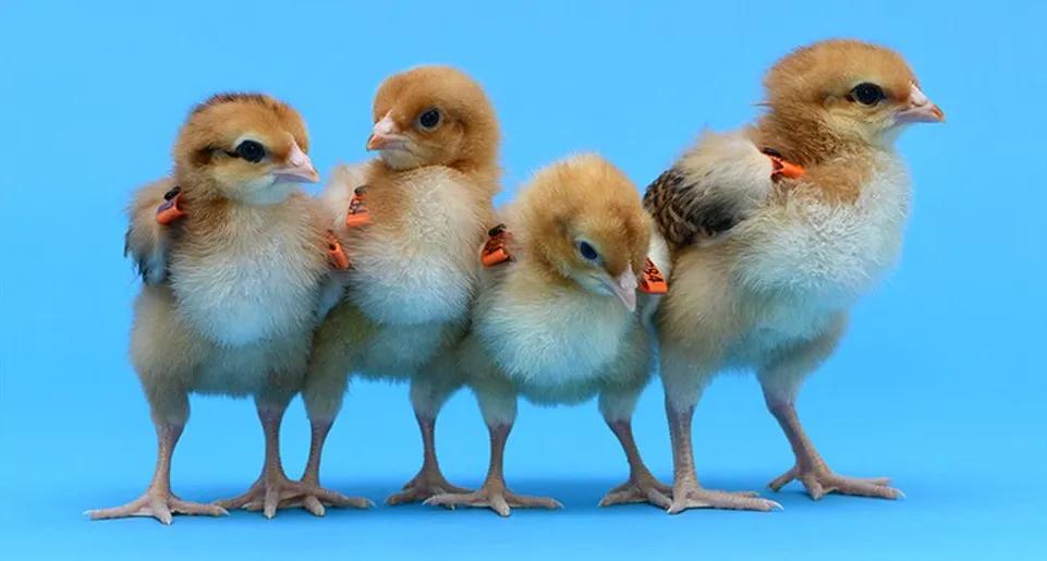 Healthy chicks with DDX4 knockout