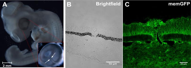 MemGFP chick optic fissure