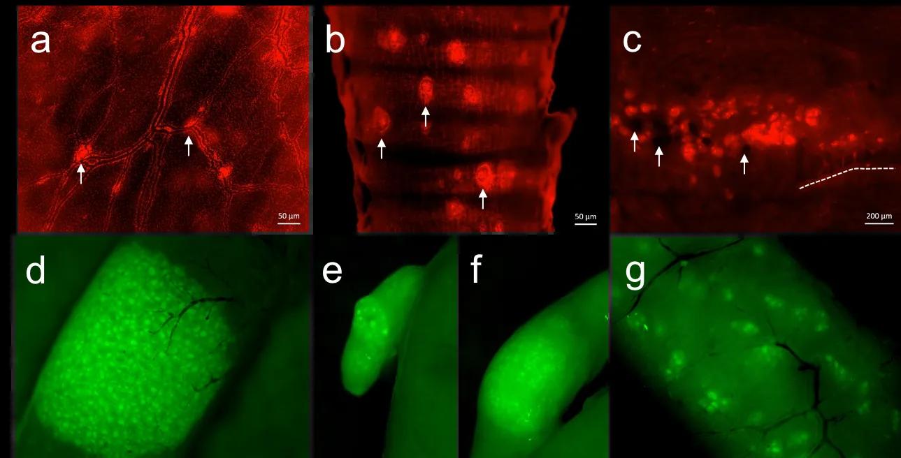 CSF1R-eGFP and CSF1R-mApple Composite