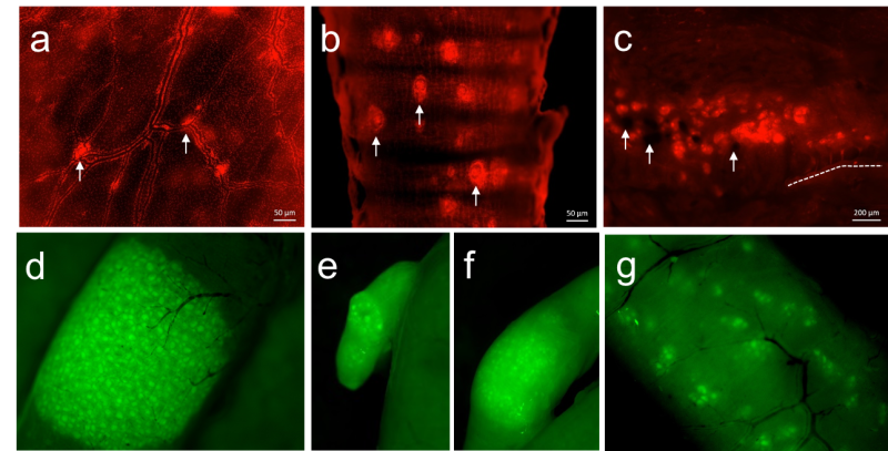 CSF1R-eGFP and CSF1R-mApple Composite