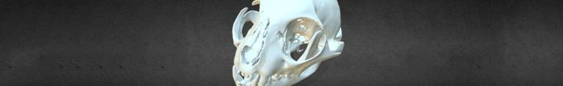  Project Skull Banner