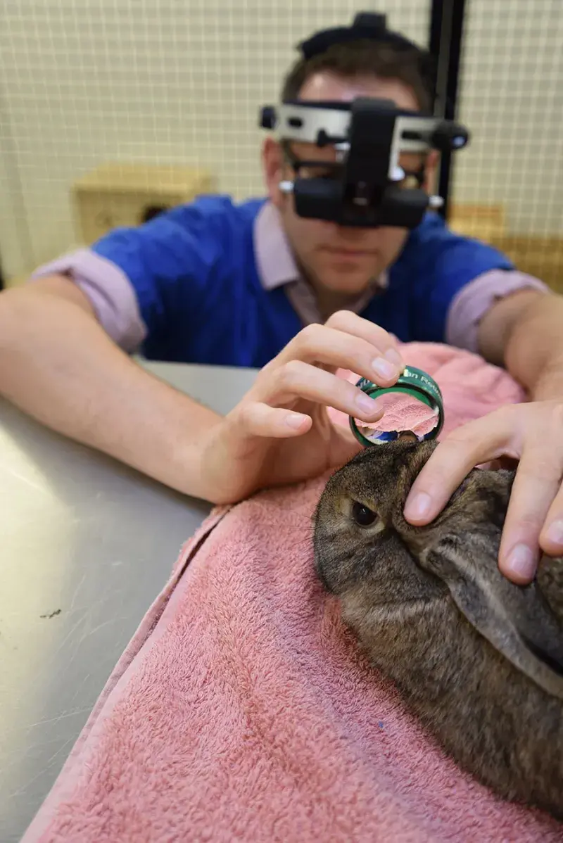 Ben Blacklock Ophthalmogist with rabbit patient