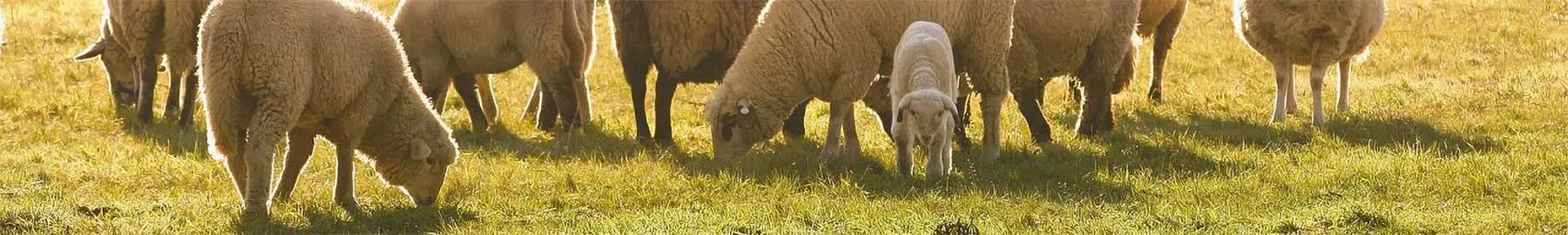 sheep