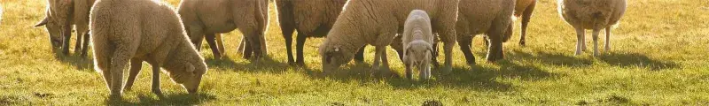 sheep