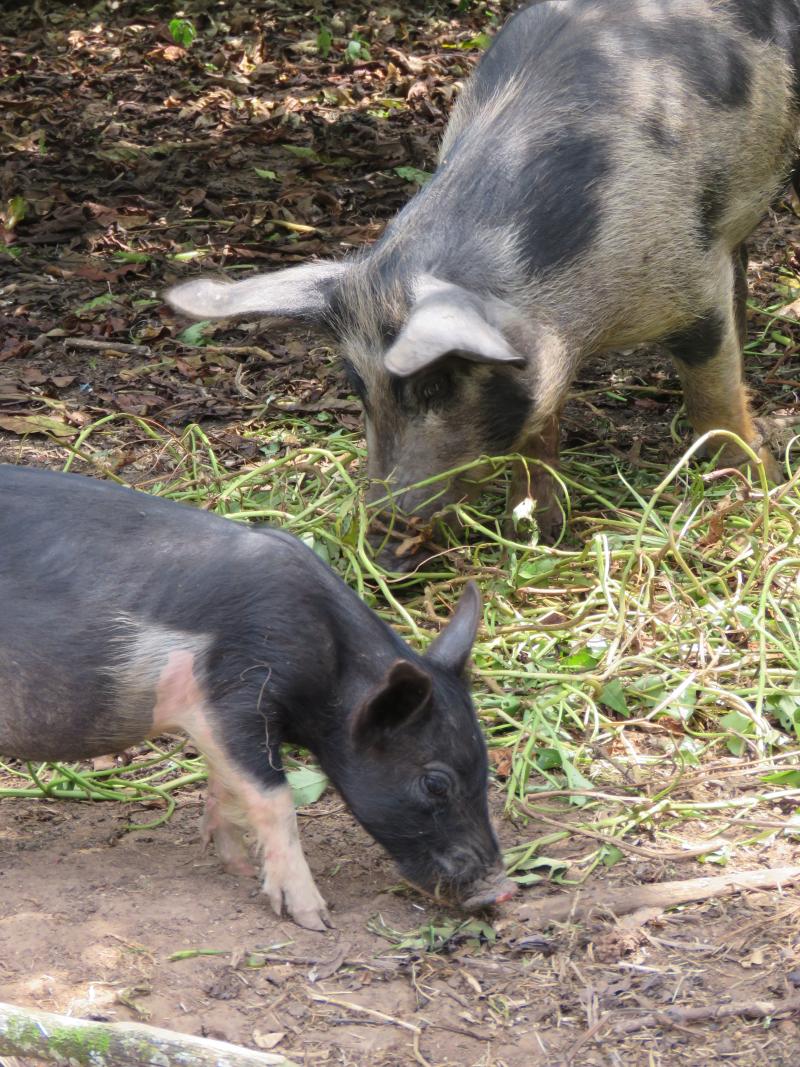 Pigs in Uganda