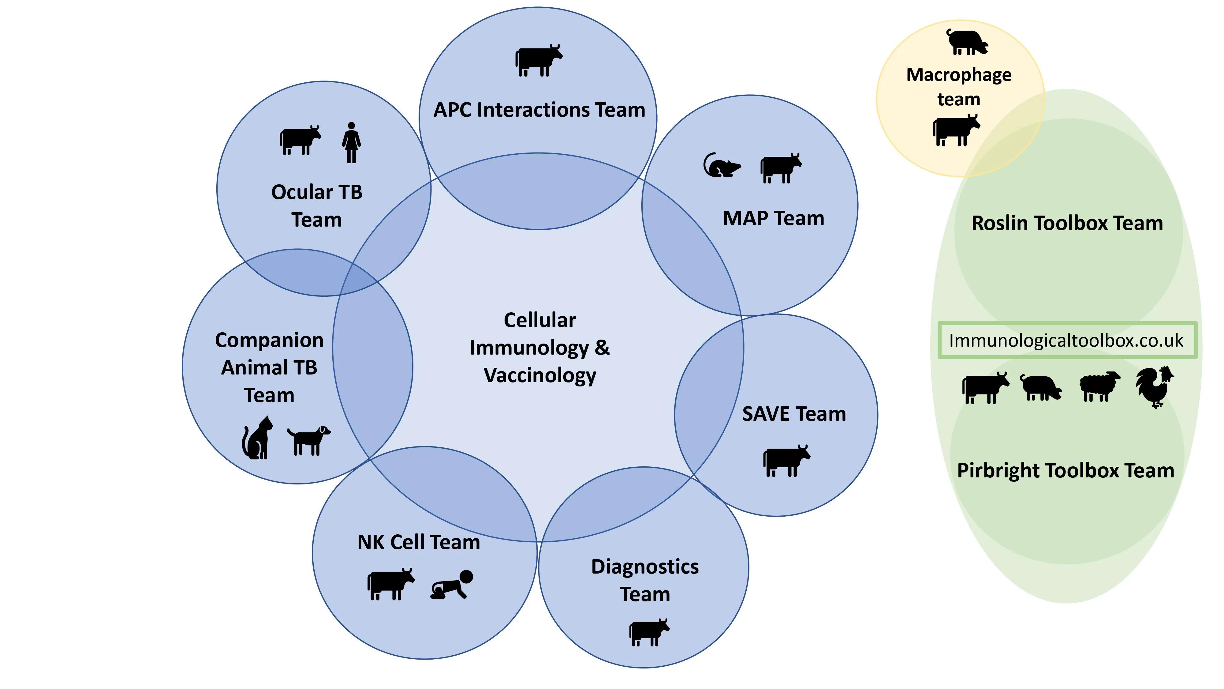 CIVG Team Diagram