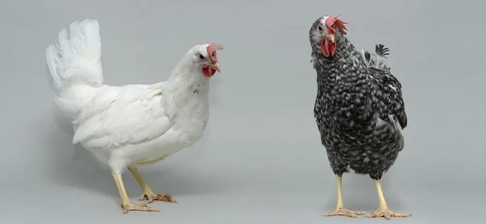 White and Black feathered white leghorn chickens