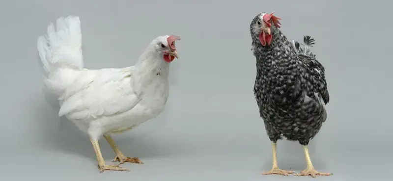 White and Black feathered white leghorn chickens