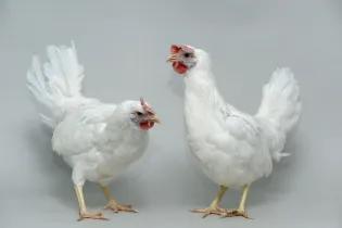 Two Chickens