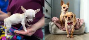 two images of the same Chihuahua. the first she is seriously underweight, the second she is bigger and healthy weight