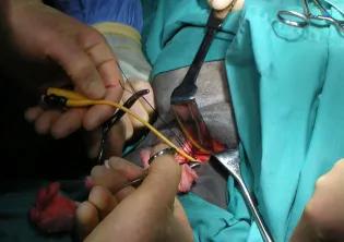Equine Soft tissue surgery