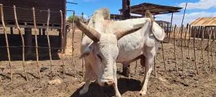 A Singida White bull stands against a wooden fence in a dry field.
