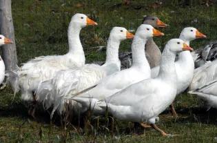 Cells from Hungarian frizzled geese were used in the study.