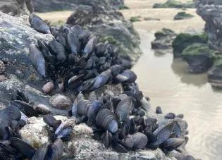 Wild mussels attached to rocks on a sandy beach
