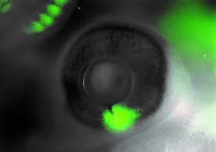 Fluorescent cells are seen glowing green in a microscopic image of the developing chicken eye.