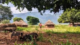 Pigs in Ugandan village, a woman can be seen walking in the background