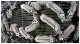 Image of pigs numbered, as seen by the AI camera used in the study. Lines show each pig's sitting or standing position.