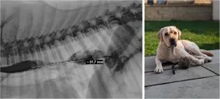 xray of dogs oesophagus showing blockage, alongside a photo of a yellow Labrador lying contentedly in a garden