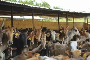 A herd of horned cattle stand under a canopy in the sun.