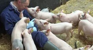A man on the floor of a barn, surrounded by excited piglets