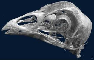 CT scan of a chicken skull