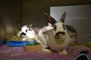 image of two rabbits relaxing in a kennel on a bed of straw