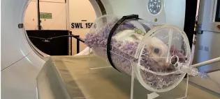 image of concious rabbit in clear tube sitting on a blacket about to have a CT scan