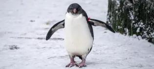 one eyed rockhopper penguin in the snow