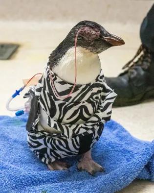 rockhopper penguin with eye drain wearing zebra print surgical suit