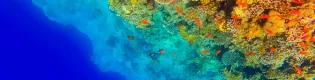 A colourful coral reef